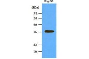 Western Blotting (WB) image for anti-Protein Phosphatase 1, Catalytic Subunit, alpha Isoform (PPP1CA) (AA 30-299) antibody (ABIN238369)