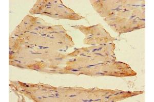 Immunohistochemistry of paraffin-embedded human skeletal muscle tissue using ABIN7153920 at dilution of 1:100 (SLC37A1 anticorps  (AA 245-302))