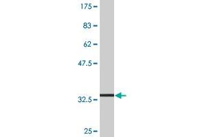Western Blot detection against Immunogen (33.