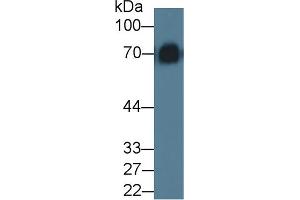 Western blot analysis of Mouse Serum, using Rat KNG1 Antibody (5 µg/ml) and HRP-conjugated Goat Anti-Rabbit antibody ( (KNG1 anticorps  (AA 19-380))