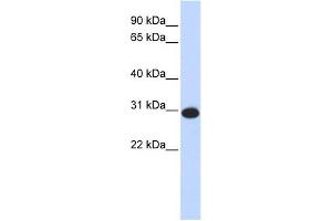 CAMLG antibody used at 1 ug/ml to detect target protein. (CAMLG anticorps  (N-Term))