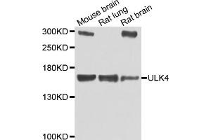 Western blot analysis of extracts of various cell lines, using ULK4 antibody. (ULK4 anticorps)