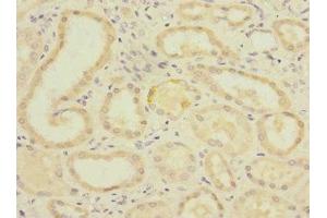 Immunohistochemistry of paraffin-embedded human kidney tissue using ABIN7163286 at dilution of 1:100