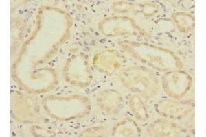 Immunohistochemistry of paraffin-embedded human kidney tissue using ABIN7163286 at dilution of 1:100 (PGAM2 anticorps  (AA 1-253))
