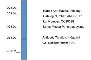 Western Blotting (WB) image for anti-RAB5C, Member RAS Oncogene Family (Rab5c) (C-Term) antibody (ABIN2787409) (Rab5c anticorps  (C-Term))