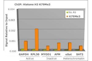 Chromatin Immunoprecipitation of Rabbit Anti-Histone H3 [Trimethyl Lys79] Antibody.