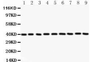 Western Blotting (WB) image for anti-Apurinic/Apyrimidinic Endonuclease 1 (APEX1) (AA 2-318) antibody (ABIN3043785) (APEX1 anticorps  (AA 2-318))