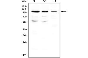 Western blot analysis of CDC5L using anti-CDC5L antibody (ABIN3042896).