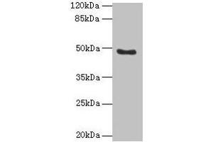 Western blot All lanes: RBBP7 antibody at 10 μg/mL + 293T whole cell lysate Secondary Goat polyclonal to rabbit IgG at 1/10000 dilution Predicted band size: 48, 53 kDa Observed band size: 48 kDa (RBBP7 anticorps  (AA 1-425))