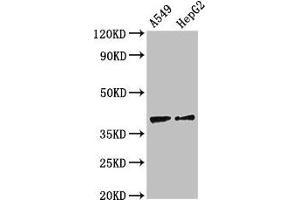 Western Blot Positive WB detected in: A549 whole cell lysate, HepG2 whole cell lysate All lanes: CCR10 antibody at 2.