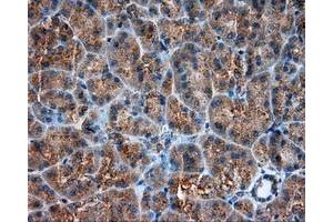 Immunohistochemical staining of paraffin-embedded liver tissue using anti-RC201933 mouse monoclonal antibody. (PIM2 anticorps)