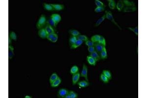 Immunofluorescent analysis of HepG2 cells using ABIN7163584 at dilution of 1:100 and Alexa Fluor 488-congugated AffiniPure Goat Anti-Rabbit IgG(H+L)