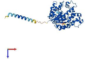 AlphaFold protein structure predicition of Human Recombinant CHST4 Protein, UniprotID Q8NCG5