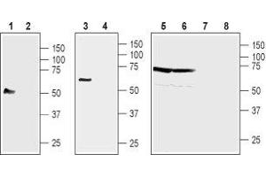 Western blot analysis of human acute monocytic leukemia cell line THP-1 (lanes 1 and 2), mouse B cell lymphoma cell line WEHI-231 (lanes 3 and 4), rat brain membranes (lanes 5 and 7) and mouse brain membranes (lanes 6 and 8): - 1,3,5,7. (NIPAL4 anticorps  (2nd Extracellular Loop))