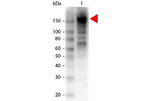 Western Blotting (WB) image for anti-alpha-2-Macroglobulin (A2M) antibody (Biotin) (ABIN1607633) (alpha 2 Macroglobulin anticorps  (Biotin))