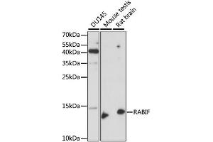 Western blot analysis of extracts of various cell lines, using RABIF antibody.