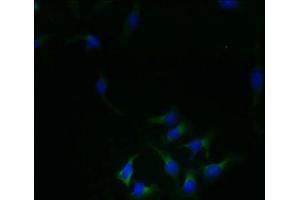 Immunofluorescent analysis of Hela cells using ABIN7167447 at dilution of 1:100 and Alexa Fluor 488-congugated AffiniPure Goat Anti-Rabbit IgG(H+L)