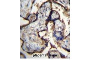ITGA5 Antibody (Center) (ABIN656138 and ABIN2845477) immunohistochemistry analysis in formalin fixed and paraffin embedded human placenta tissue followed by peroxidase conjugation of the secondary antibody and DAB staining. (ITGA5 anticorps  (AA 575-602))