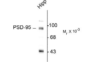 Western blots of rat hippocampal (Hipp) lysate showing specific immunolabeling of the ~95k PSD-95 protein. (DLG4 anticorps  (N-Term))