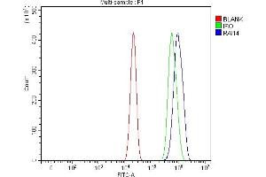anti-Retinoic Acid Induced 14 (RAI14) (AA 53-680) antibody