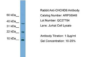 WB Suggested Anti-CHCHD8  Antibody Titration: 0. (COA4 anticorps  (Middle Region))