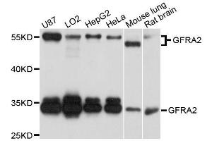 Western blot analysis of extracts of various cell lines, using GFRA2 antibody. (GFRA2 anticorps  (AA 360-464))