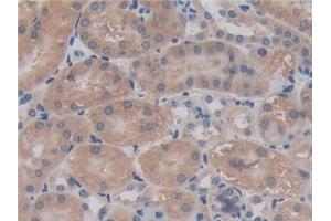 Detection of CHRD in Mouse Kidney Tissue using Polyclonal Antibody to Chordin (CHRD)