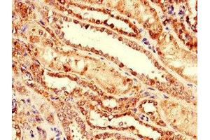 Immunohistochemistry of paraffin-embedded human kidney tissue using ABIN7164313 at dilution of 1:100 (Neuregulin 4 anticorps  (AA 1-62))