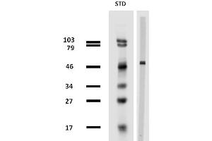 Western blotting analysis of porcine brain lysate using anti-beta tubulin (TU-13) purified.