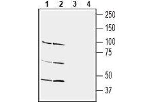 Western blot analysis of rat (lanes 1 and 3) and mouse (lanes 2 and 4) brain lysate: - 1,2.
