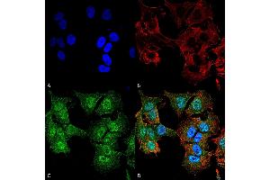 Immunocytochemistry/Immunofluorescence analysis using Rabbit Anti-ULK2 Polyclonal Antibody . (ULK2 anticorps  (AA 558-569) (Atto 488))