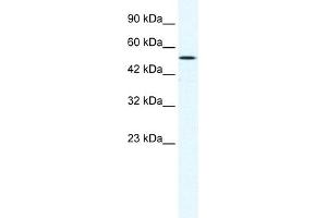 WB Suggested Anti-SUV39H1 Antibody Titration:  1. (SUV39H1 anticorps  (C-Term))