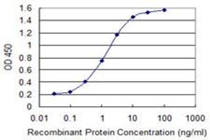 Detection limit for recombinant GST tagged GLS is 0. (Glutaminase anticorps  (AA 580-669))
