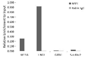 Chromatin immunoprecipitation analysis of extracts of HepG2 cells, using NRF1 antibody (ABIN6128358, ABIN6144851, ABIN6144853 and ABIN6221193) and rabbit IgG.