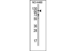 Image no. 1 for anti-Exonuclease 1 (EXO1) (N-Term) antibody (ABIN358056) (Exonuclease 1 anticorps  (N-Term))