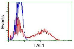 HEK293T cells transfected with either RC222628 overexpress plasmid (Red) or empty vector control plasmid (Blue) were immunostained by anti-TAL1 antibody (ABIN2455270), and then analyzed by flow cytometry. (TAL1 anticorps)