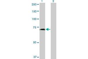 Western Blot analysis of PVRL2 expression in transfected 293T cell line by PVRL2 MaxPab polyclonal antibody.