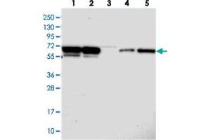 Western blot analysis of Lane 1: RT-4, Lane 2: U-251 MG, Lane 3: Human Plasma, Lane 4: Liver, Lane 5: Tonsil with PSPC1 polyclonal antibody  at 1:250-1:500 dilution. (PSPC1 anticorps)