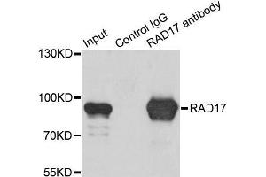 Immunoprecipitation analysis of 200 μg extracts of K562 cells using 1 μg RAD17 antibody (ABIN5973095). (RAD17 anticorps)
