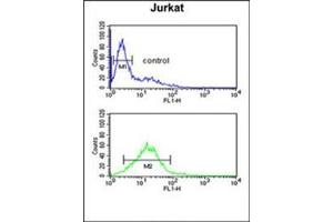 Flow cytometric analysis of Jurkat cells using PLB-Thr17 Cat.