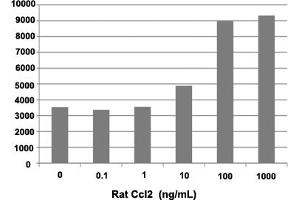 Human THP-1 cells were allowed to migrate to rat Ccl2 at (0, 0. (CCL2 Protéine)
