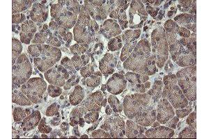 Image no. 1 for anti-PHD Finger Protein 7 (PHF7) (AA 155-381) antibody (ABIN1490975)