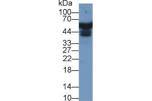 Western Blot; Sample: Human Liver lysate; Primary Ab: 1µg/ml Rabbit Anti-Human APOH Antibody Second Ab: 0. (APOH anticorps  (AA 22-345))