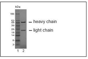 SDS-PAGE analysis of purified HY-8H10 monoclonal antibody. (CEACAM19 anticorps)