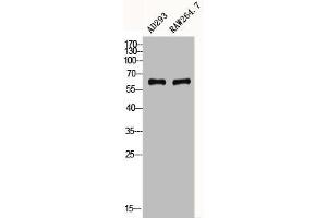 Western Blot analysis of AD293, RAW264. (CYBB anticorps  (C-Term))