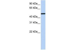 NR2F1 antibody used at 1 ug/ml to detect target protein.