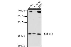 Western blot analysis of extracts of various cell lines, using MRPL30 Rabbit pAb (ABIN7268567) at 1:3000 dilution. (MRPL30 anticorps  (AA 1-161))