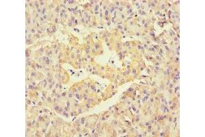 Immunohistochemistry of paraffin-embedded human pancreatic tissue using ABIN7169570 at dilution of 1:100