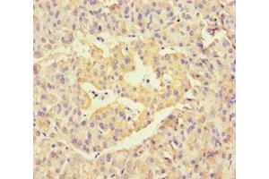 Immunohistochemistry of paraffin-embedded human pancreatic tissue using ABIN7169570 at dilution of 1:100 (NEU1 anticorps  (AA 201-415))