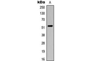 Western blot analysis of ATG4C expression in K562 (A) whole cell lysates. (ATG4C anticorps  (N-Term))